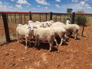 11X VAN ROOY OOI/EWE CJ COETZEE BOERDERY (Pay per piece to take the lot)