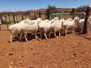 12X VAN ROOY OOI/EWE CJ COETZEE BOERDERY (Pay per piece to take the lot)