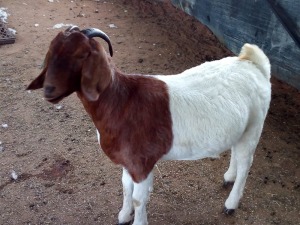 1 X F BOERBOK R & S FARMING