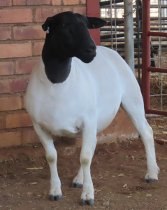 1X DORPER T5 OOI/EWE LUCASDAM DORPERS