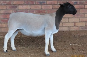 1X DORPER T5 OOI/EWE LUCASDAM DORPERS