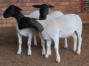 3X DORPER T5 OOI/EWE LUCASDAM DORPERS (Pay per piece to take the lot)