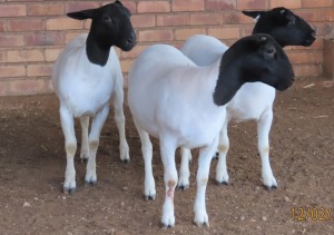 3X DORPER T5 OOI/EWE LUCASDAM DORPERS (Pay per piece to take the lot)