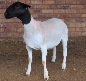 1X DORPER T5 OOI/EWE LUCASDAM DORPERS