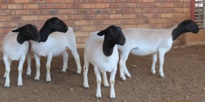 4X DORPER T5 OOI/EWE LUCASDAM DORPERS (Pay per piece to take the lot)