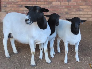 1+2X DORPER STUD OOI/EWE LUCASDAM DORPERS