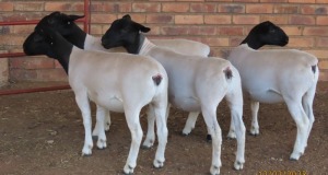 4X DORPER T5;STUD;STUD OOI/EWE LUCASDAM DORPERS (Pay per piece to take the lot)