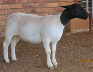 1X DORPER STUD OOI/EWE LUCASDAM DORPERS