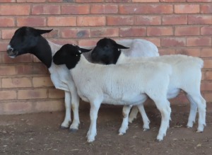 1+2X DORPER FLOCK OOI/EWE LUCASDAM DORPERS