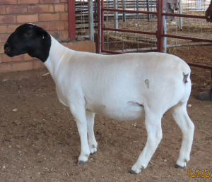 1X DORPER STUD OOI/EWE LUCASDAM DORPERS