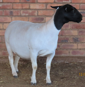 1X DORPER T5 OOI/EWE LUCASDAM DORPERS