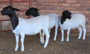 3X DORPER FLOCK OOI/EWE LUCASDAM DORPERS (Pay per piece to take the lot)