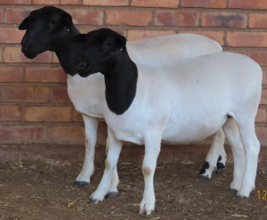 2X DORPER FLOCK OOI/EWE LUCASDAM DORPERS (Pay per piece to take the lot)