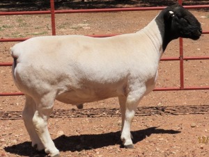 1X DORPER STUD RAM LUCASDAM DORPERS