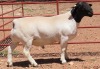 1X DORPER FLOCK RAM LUCASDAM DORPERS