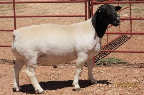 1X DORPER STUD RAM LUCASDAM DORPERS