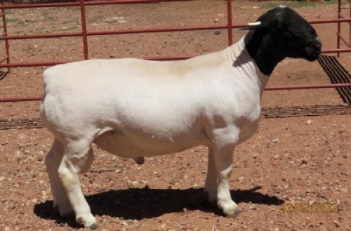 1X DORPER T5 RAM LUCASDAM DORPERS