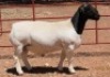 1X DORPER T5 RAM LUCASDAM DORPERS