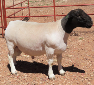 1X DORPER FLOCK RAM LUCASDAM DORPERS