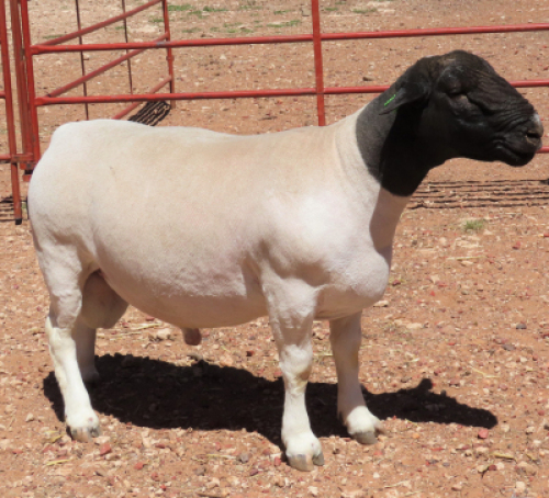 1X DORPER FLOCK RAM LUCASDAM DORPERS