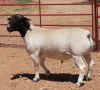 1X DORPER FLOCK RAM LUCASDAM DORPERS