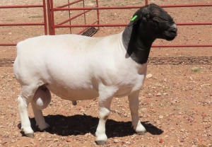 1X DORPER FLOCK RAM LUCASDAM DORPERS