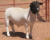 1X DORPER STUD RAM LUCASDAM DORPERS