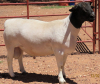 1X DORPER FLOCK RAM LUCASDAM DORPERS