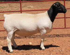 1X DORPER FLOCK RAM LUCASDAM DORPERS