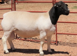 1X DORPER FLOCK RAM LUCASDAM DORPERS