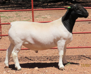 1X DORPER STUD RAM LUCASDAM DORPERS