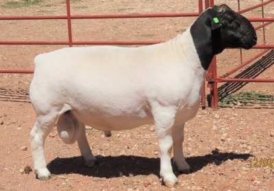 1X DORPER FLOCK RAM LUCASDAM DORPERS