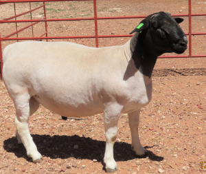 1X DORPER STUD RAM LUCASDAM DORPERS