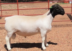 1X DORPER STUD RAM LUCASDAM DORPERS