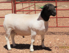 1X DORPER STUD RAM LUCASDAM DORPERS