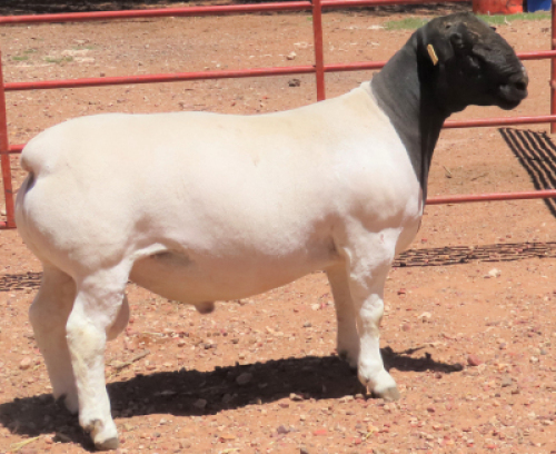1X DORPER T5 RAM LUCASDAM DORPERS