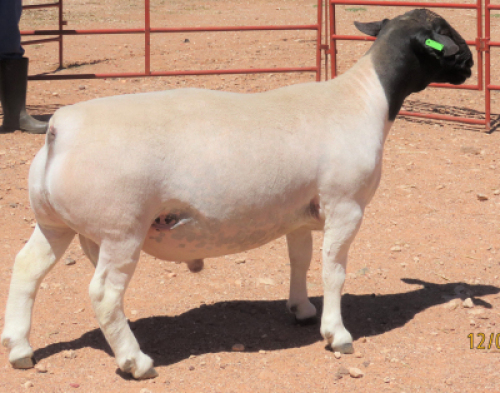 1X DORPER T5 RAM LUCASDAM DORPERS