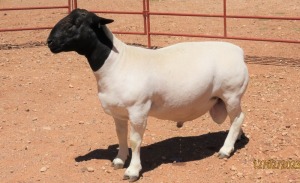 1X DORPER FLOCK RAM LUCASDAM DORPERS