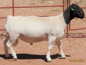 1X DORPER FLOCK RAM LUCASDAM DORPERS