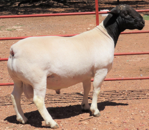 1X DORPER FLOCK RAM LUCASDAM DORPERS