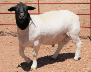 1X DORPER STUD RAM LUCASDAM DORPERS