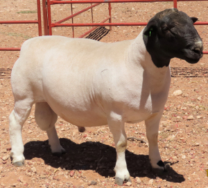 1X DORPER STUD RAM LUCASDAM DORPERS