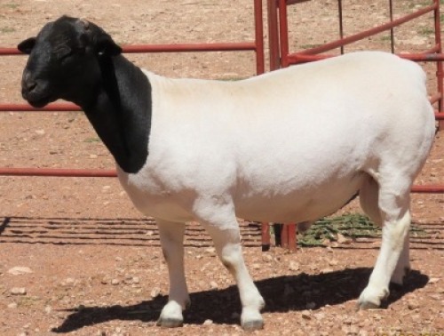 1X DORPER T5 RAM LUCASDAM DORPERS