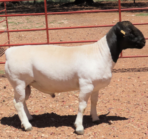 1X DORPER STUD RAM LUCASDAM DORPERS