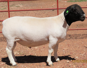 1X DORPER FLOCK RAM LUCASDAM DORPERS