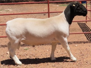 1X DORPER FLOCK RAM LUCASDAM DORPERS