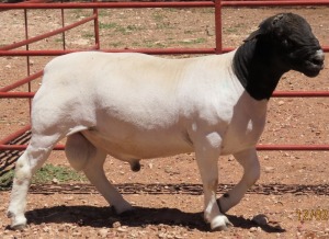 1X DORPER STUD RAM LUCASDAM DORPERS