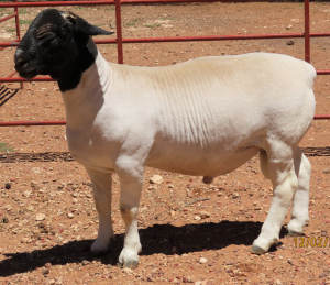 1X DORPER FLOCK RAM LUCASDAM DORPERS