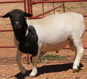 1X DORPER STUD RAM LUCASDAM DORPERS