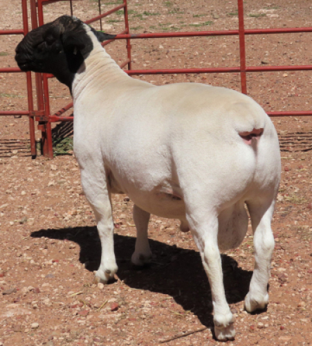 1X DORPER FLOCK RAM LUCASDAM DORPERS
